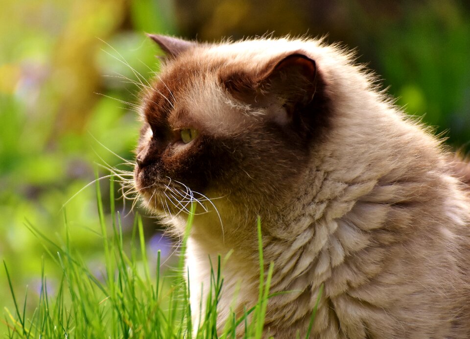 Meadow cat animal world