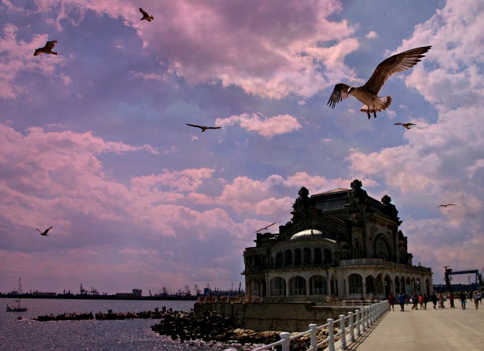Constanta seagulls black sea