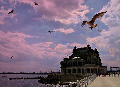 Constanta seagulls black sea