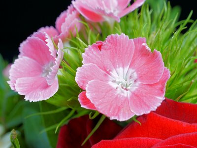 Nature plant floral