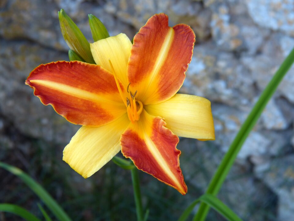Flower iris bloom