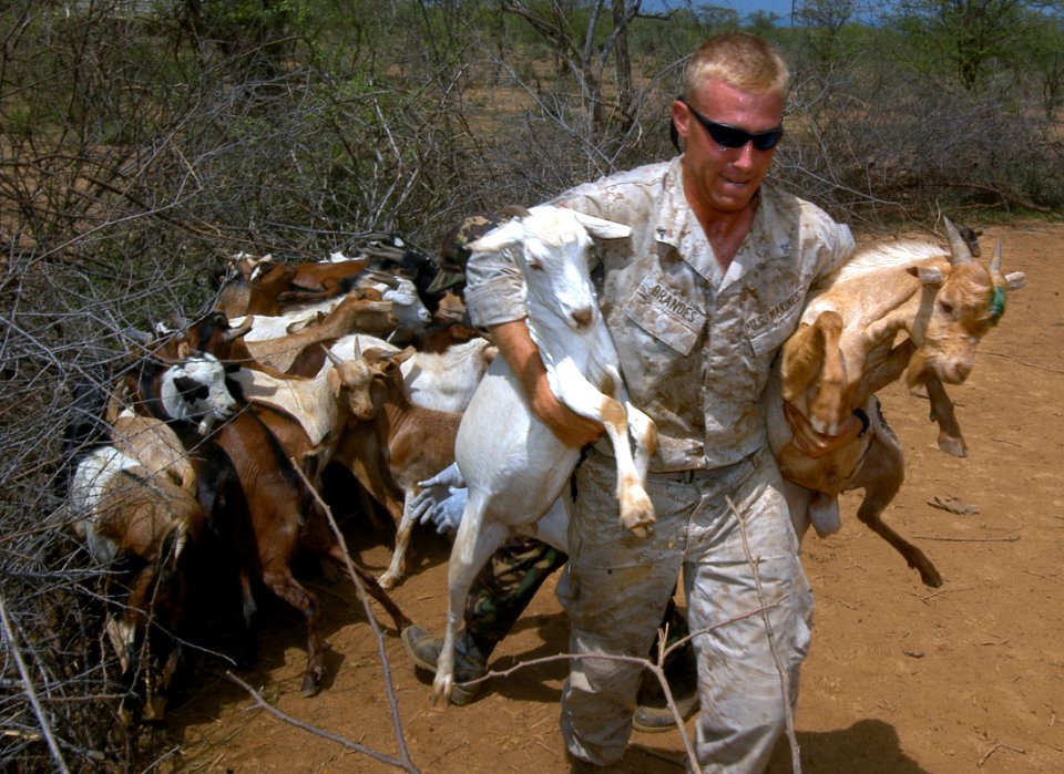 US Navy 060815-N-0411D-044 U.S. Marine Lance Cpl. Darrell Brandes of Goliad, Texas, carries two goats out of the corral to the nearby place where immunizations were taking place