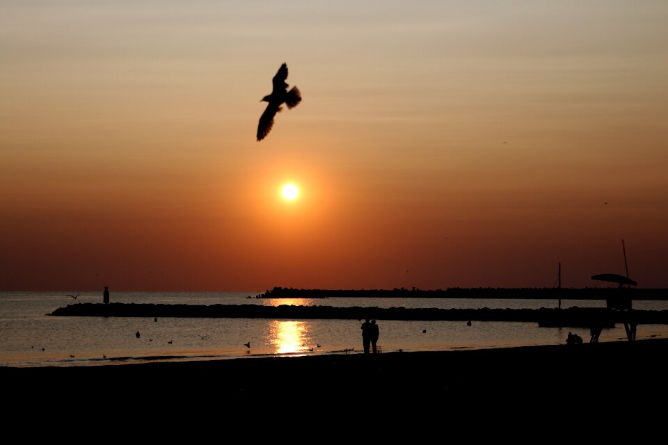 Water seagulls summer