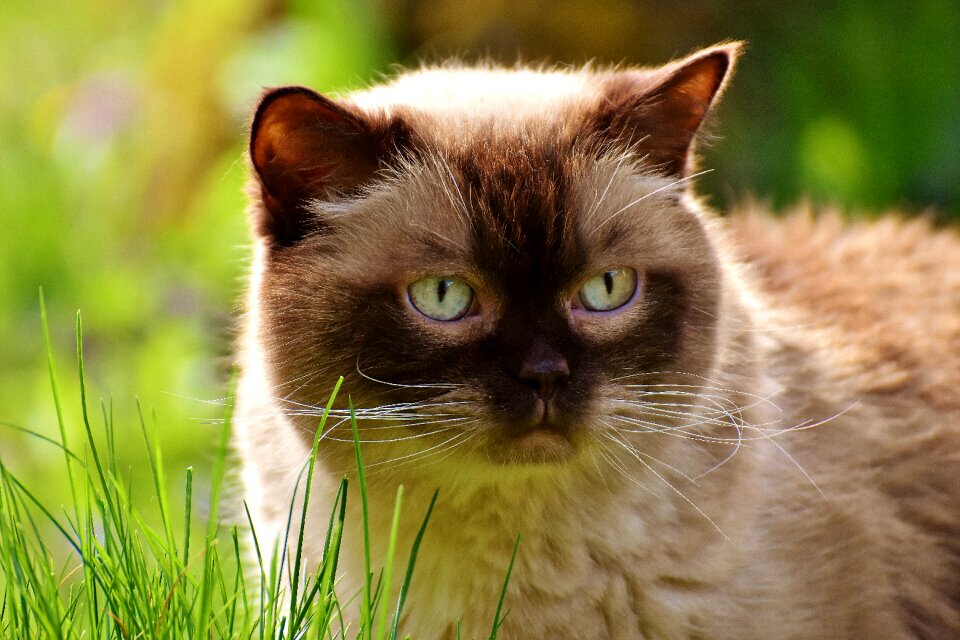 Meadow cat animal world