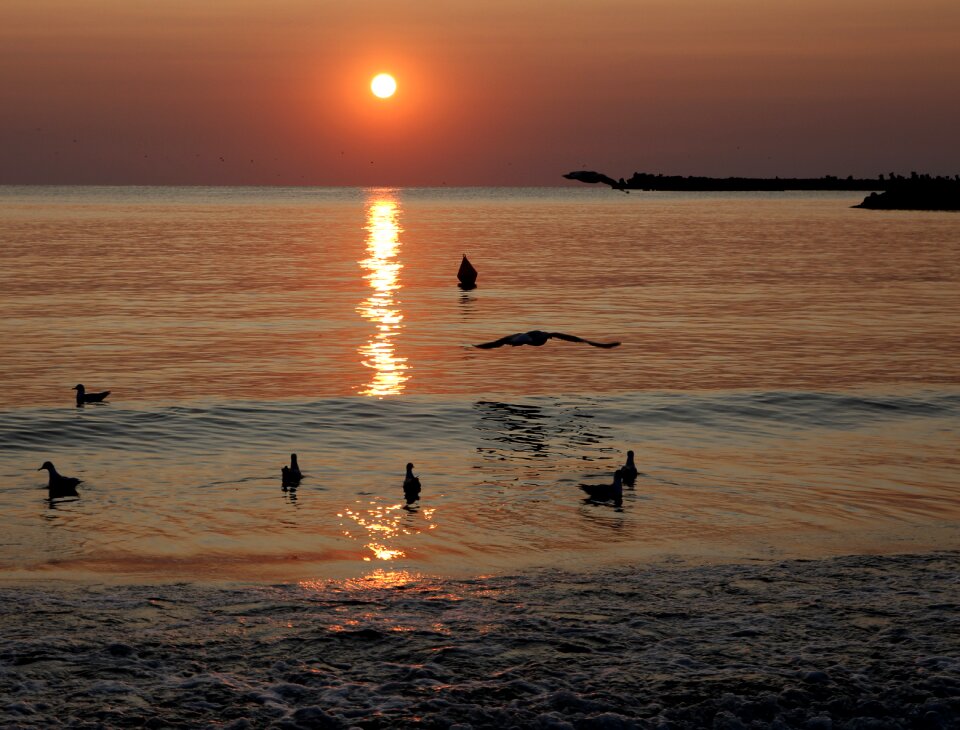 Water seagulls summer