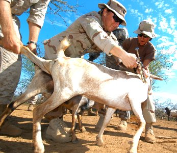 US Navy 060815-N-0411D-018 U.S. Army Veterinarian, Capt Gwynne Kinley of Cape Elizabeth, Maine, immunizes a goat with the help of U.S. Navy Operations Specialist 2nd Class Jessica Silva photo
