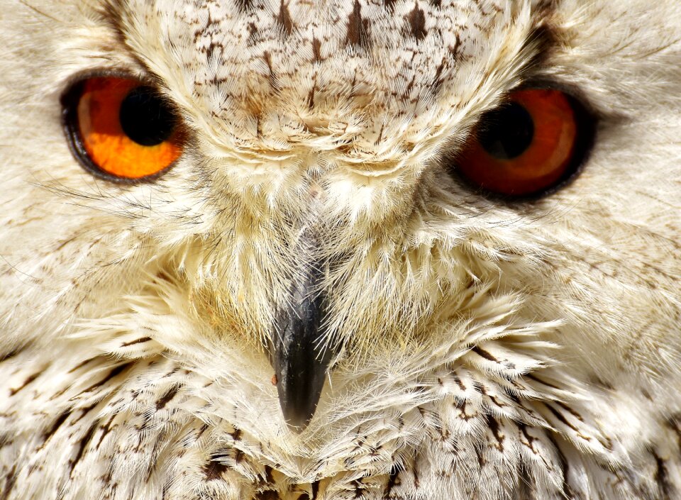 Eagle owl animals wild bird