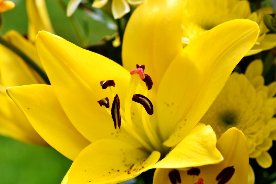 Lilies stamen stamp