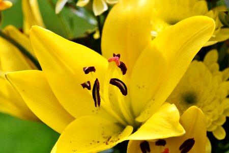 Lilies stamen stamp photo