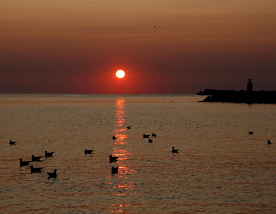 Water seagulls summer
