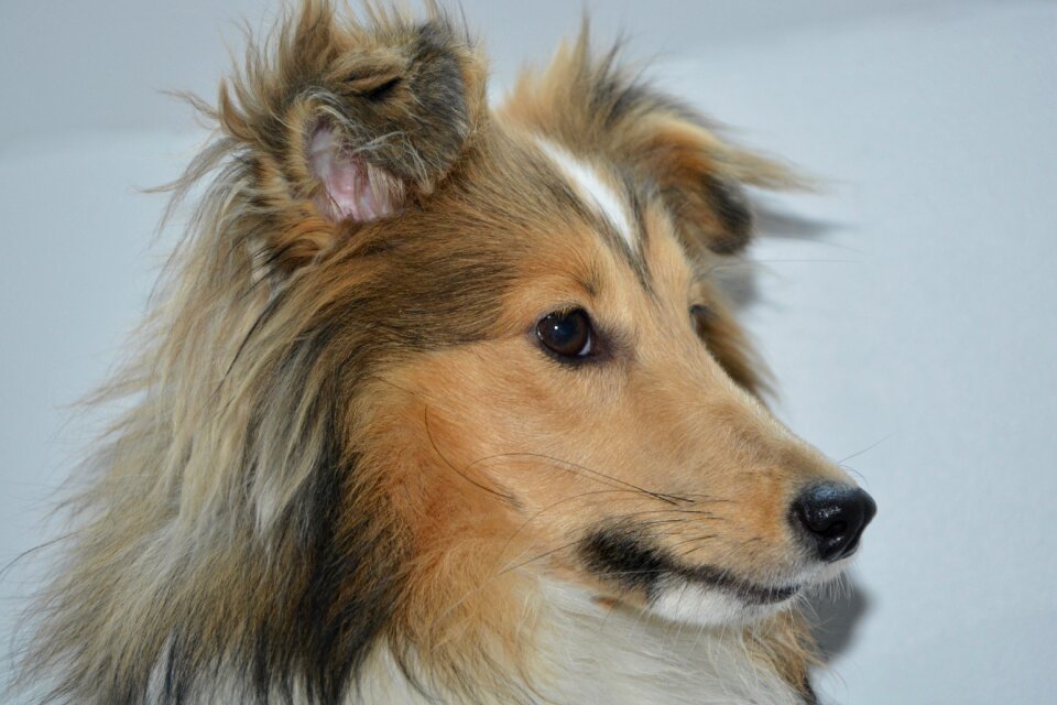 Color fawn with black overlay mammal animal