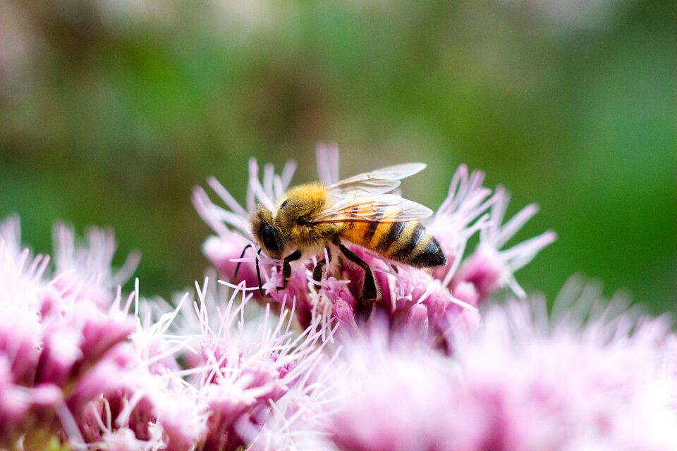 Nature pollination sprinkle