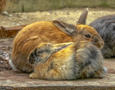 Cute hare rest photo