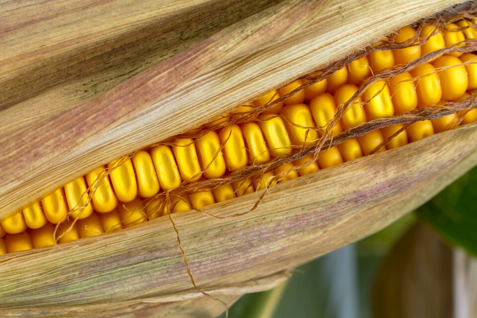 Cereals corn kernels corn on the cob hair