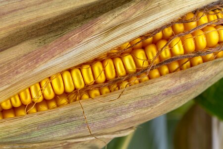 Cereals corn kernels corn on the cob hair