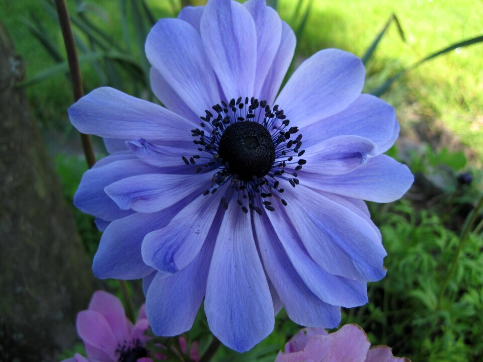 Garden blue flower summer