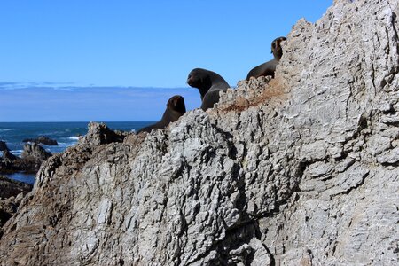 Coast animal nature