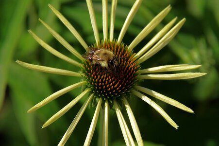 Garden echinacea bee photo