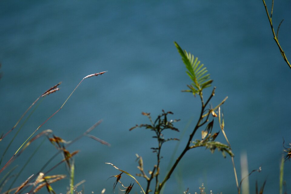 Green nature plant