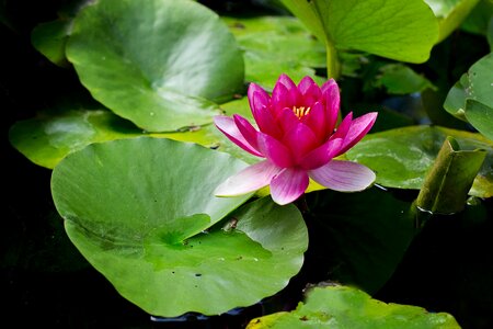 Pink lily flower photo