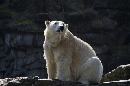 Nature frosty polar