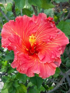 Tropical flowers floral pink