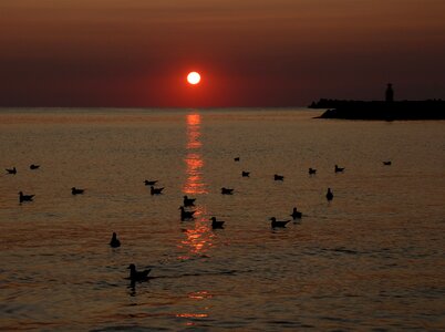 Water seagulls summer