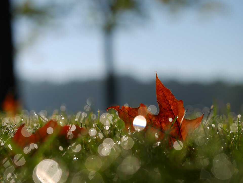 Grass fall autumn