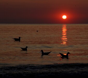 Water seagulls summer