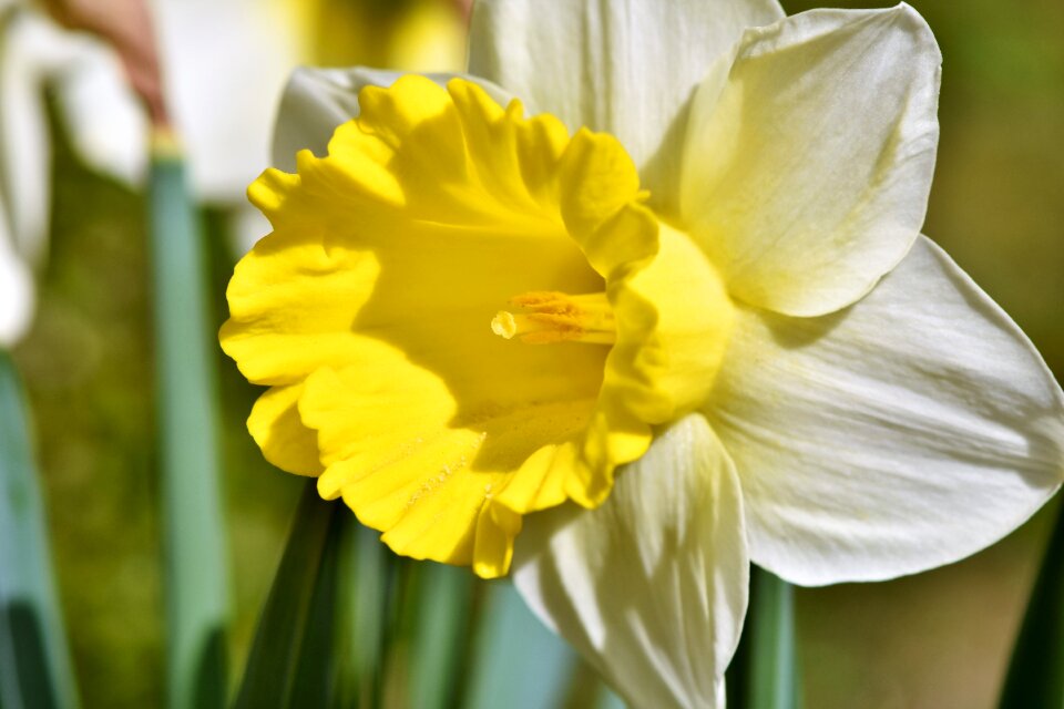 Spring flowers springtime harbinger of spring