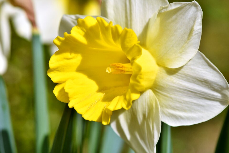 Spring flowers springtime harbinger of spring photo