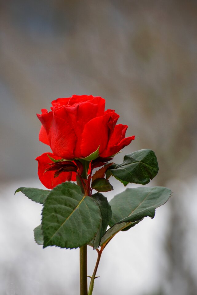 Valentine flower symbol