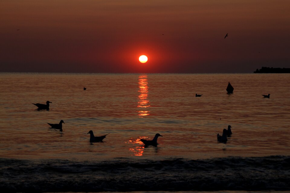 Water seagulls summer