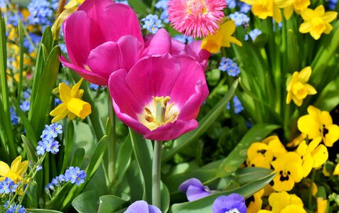 Narcissus pseudonarcissus spring flowers springtime