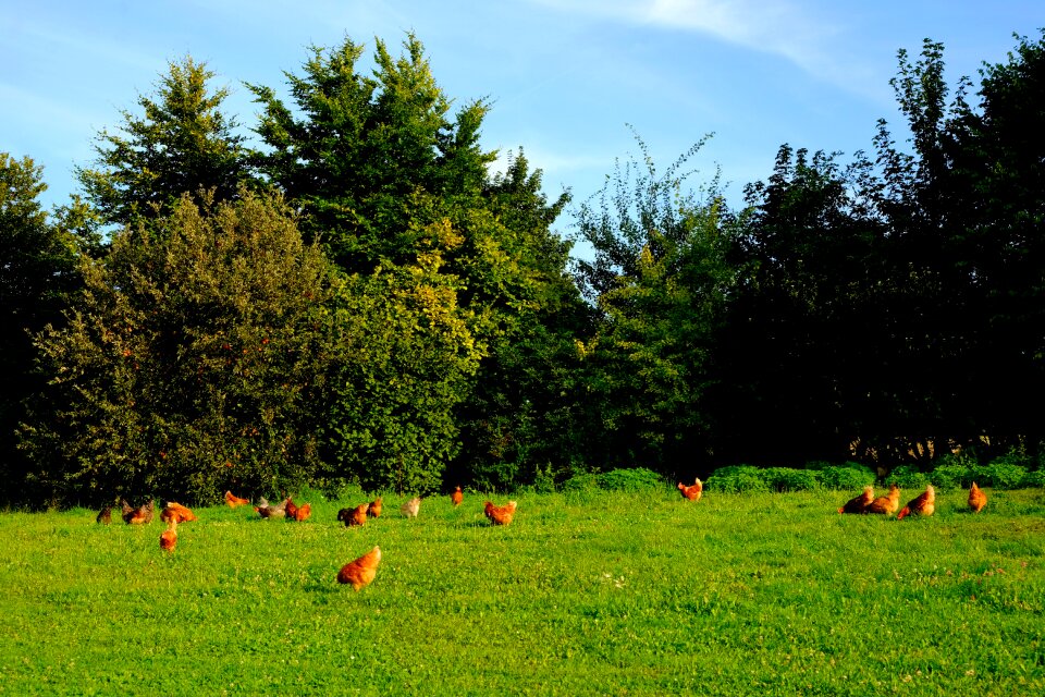 Happy hens farm livestock photo