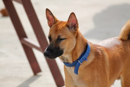 Puppy lifestyle people