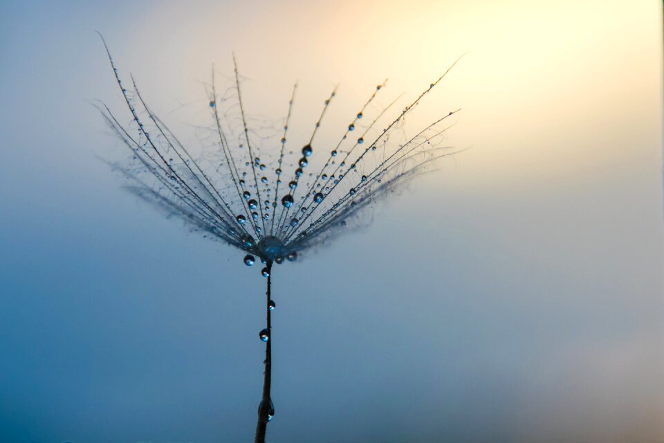 Water macro seed