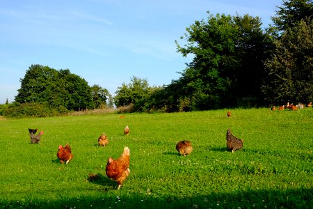 Happy hens farm livestock photo