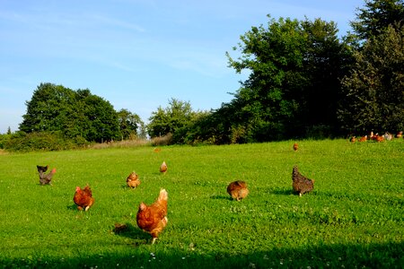 Happy hens farm livestock