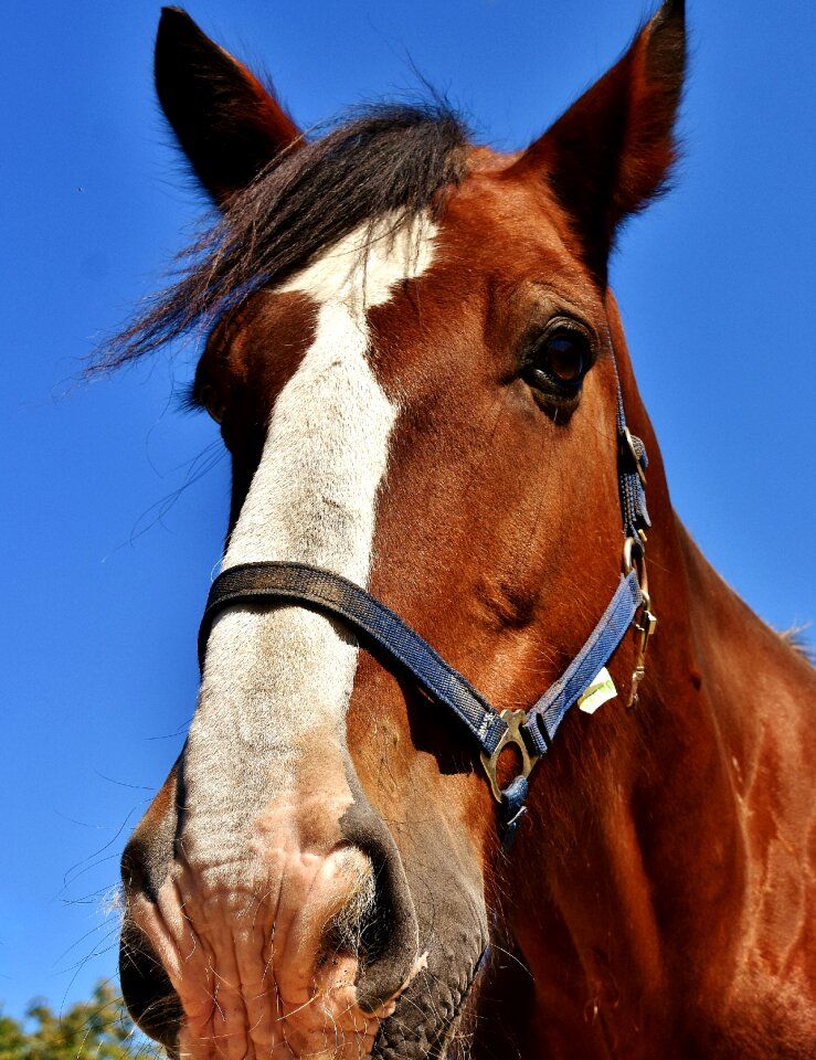 Brown shire horse view