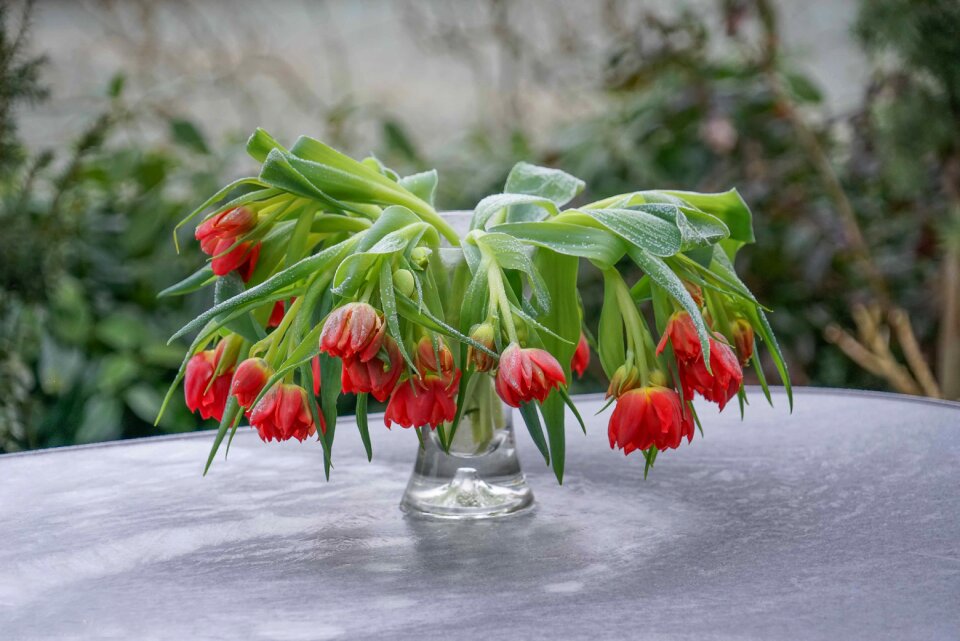 Hanging frozen still life