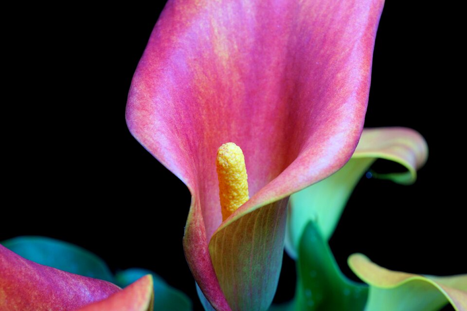 Nature petal garden