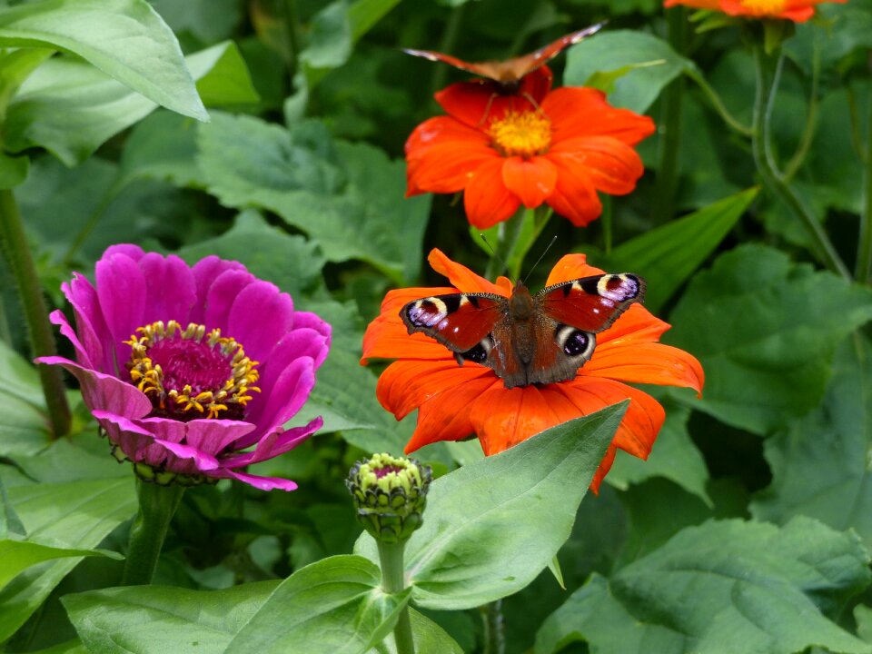 Nature close up zinnia