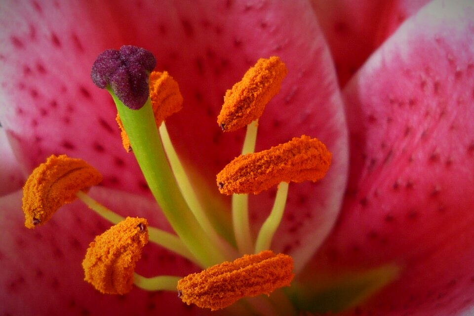 Petal blossom flora