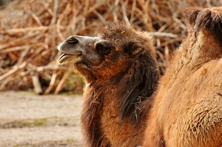 Nature mammal hump