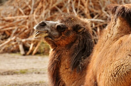 Nature mammal hump photo