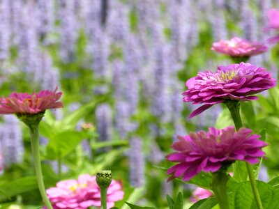 Nature summer flower flower meadow