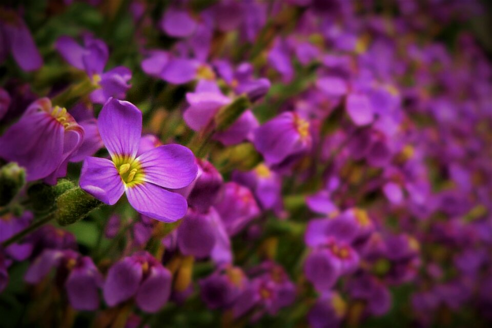 Purple flower nature floral