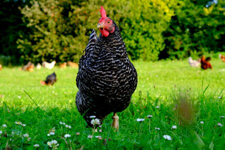 Animal bird plumage photo