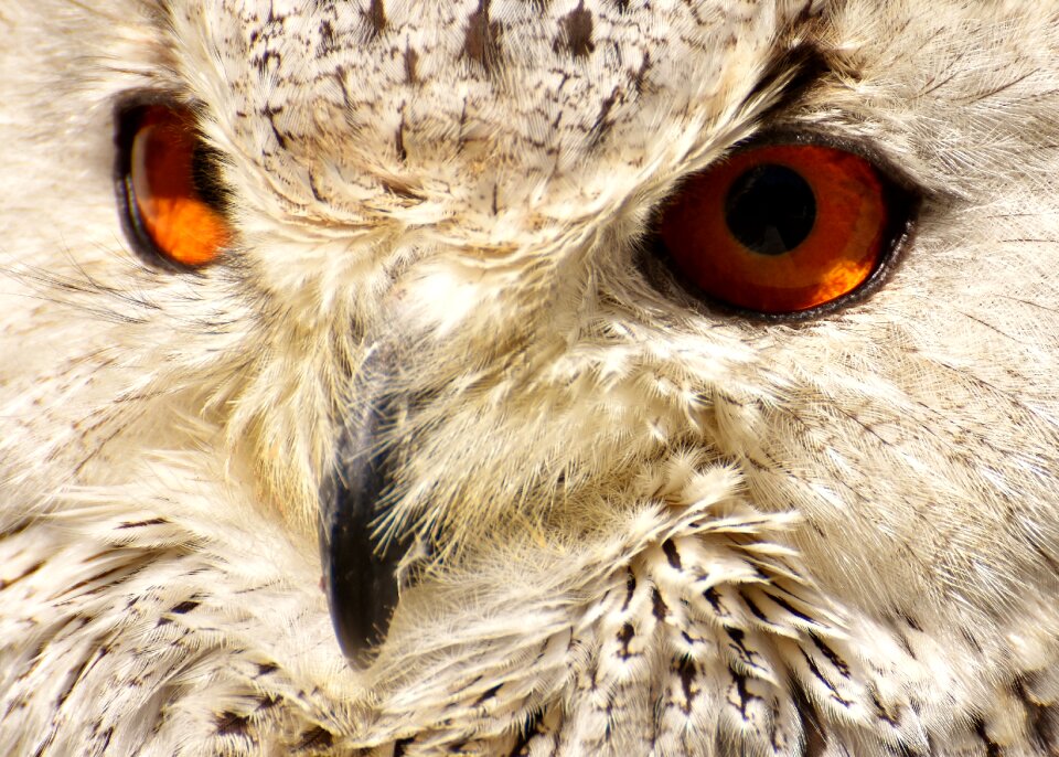 Eagle owl animals wild bird